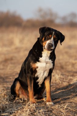 Bahar parkında şirin bir İsviçre dağ köpeğinin portresi..