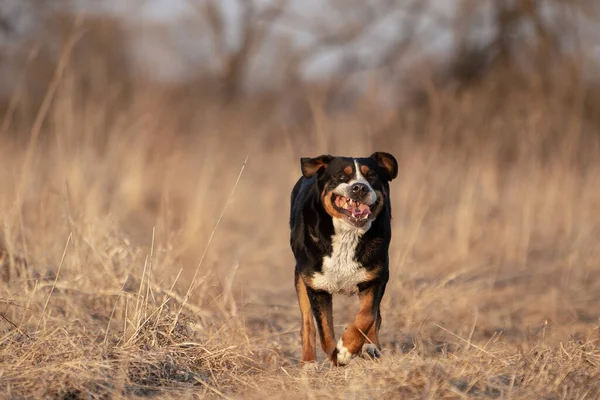 Ritratto di un simpatico grande cane di montagna svizzero nel parco primaverile. — Foto Stock