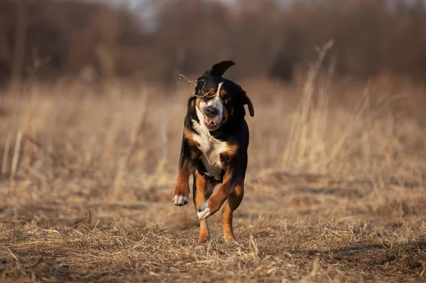 Bahar parkında şirin bir İsviçre dağ köpeğinin portresi..