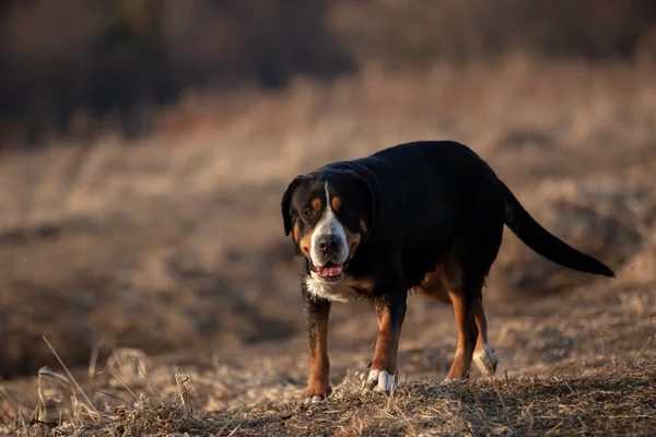 Bahar parkında şirin bir İsviçre dağ köpeğinin portresi..