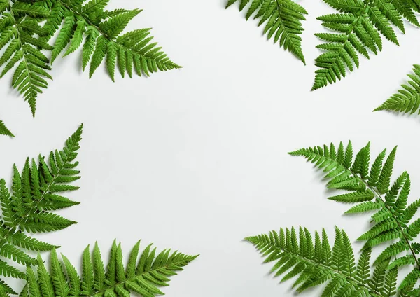 Fern botanical background — Stock Photo, Image