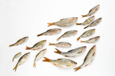 Balık okul kavramı