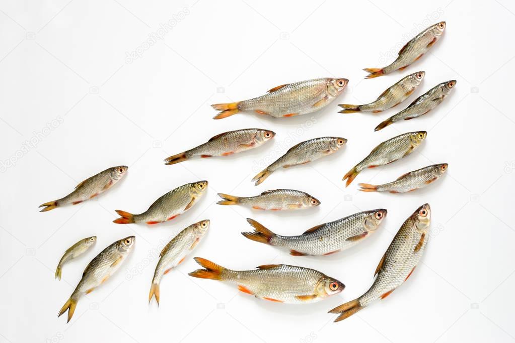 School of fish concept