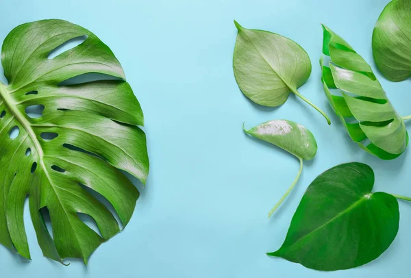 Monstera leaves flat lay arrangement — Stock Photo, Image