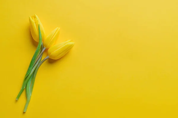 Żółte tulipany na żółtym tle — Zdjęcie stockowe