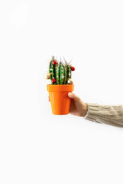 Juldekorerad krukväxt kaktus i en ung mans hand, winte — Stockfoto