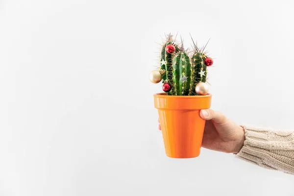 Juldekorerad krukväxt kaktus i en ung mans hand, winte — Stockfoto