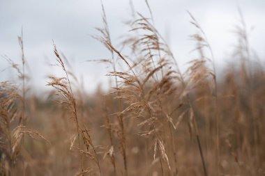 Sazlıklar. Gri gökyüzünün arka planında sazlıklar var. Baharda sarı soğanlar. arkaplan olarak sıcak fotoğraf