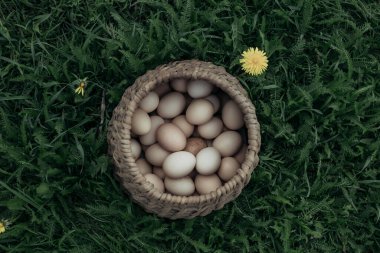 Yeşil çimlerin üzerinde tavuk yumurtası olan sepet. 