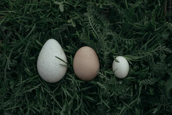 Zijn Kalkoenei Kippenei Kwartelei Eieren Van Verschillende Grootte — Stockfoto
