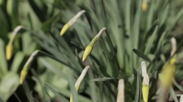 Buds Daffodils Swaying Wind — Stock Video