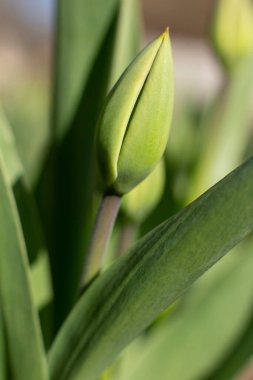 Lale. 9 Mayıs, zafer günü..