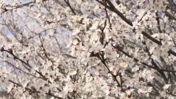 Blommande Trädgård Äppelträd Gren Svajande Vinden Närbild — Stockvideo