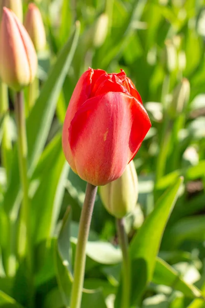 Victory day, red Tulip close-up.