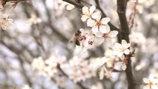 Une Abeille Sur Une Fleur Prunier Jardin Fleuri — Video