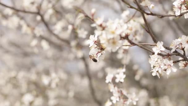 リンゴの花に蜂 開花する庭 — ストック動画