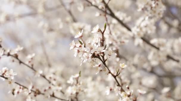 Japanese Garden Bloom Cherry Blossoms — Stock Video