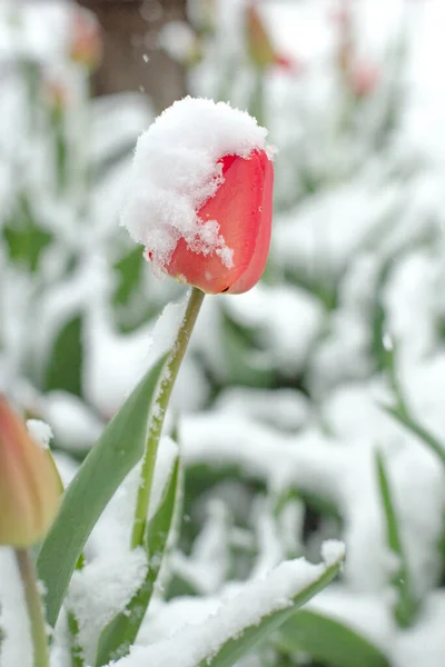 Tulipa Neve Perto — Fotografia de Stock