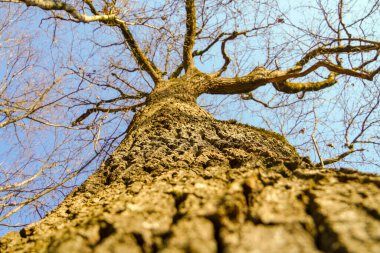 Eski ağaçta güneş ışınları. Doğa arka planı.