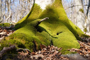 Yaşlı bir ağacın etrafında yeşil yosun