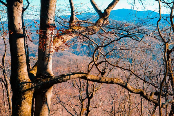 Deux Arbres Embrassés Regardent Nature — Photo