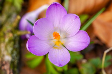 Ormanda mor yapraklı yabani safran çiçekleri.