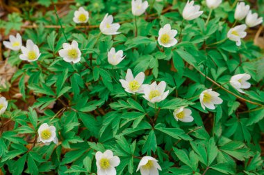 Çimen arka planda beyaz çiçekler