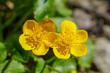 Bahar sarısı çiçeklerine yakın çekim