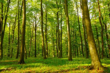 Farklı ağaçları olan güzel bir bahar ormanı