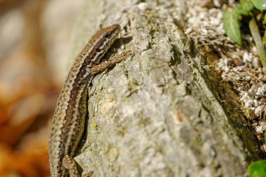 Ahşap bir arka planda küçük, güzel bir kertenkelenin dikey görüntüsü. Hayvanlar, vahşi hayvanlar, sürüngenler....