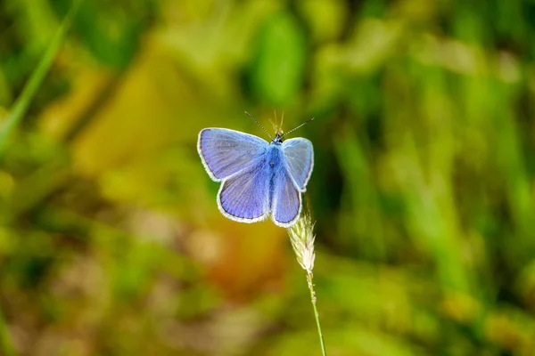 Gewöhnlicher Blauer Schmetterling Polyommatus Icarus — Stockfoto