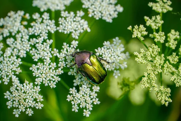 Cockchafer Flores Parque Disfrutando Día Soleado — Foto de Stock