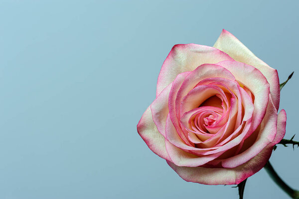 Fresh pink rose flower on a light grey background. Copy space. Rose macro.