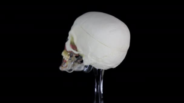 黒を背景にしたヒト頭蓋骨の歯科モデル — ストック動画