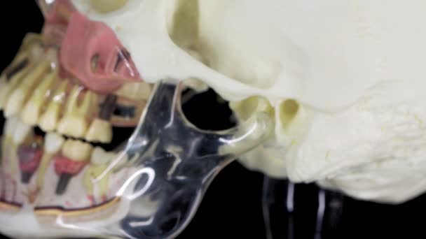 Dental Model Human Skull Spinning Black Background — Stock Video