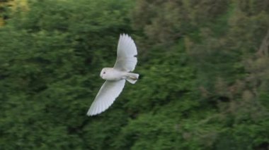 Çayır üzerinde uçan baykuş ahırı