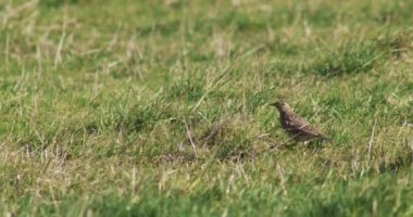 Kahverengi kuş çimenli tarladan havalanıyor