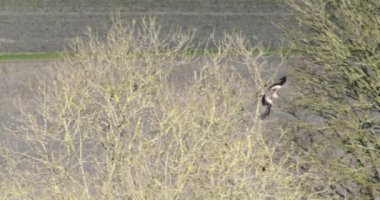 Çıplak ağaçların yanında uçan yırtıcı kuş.