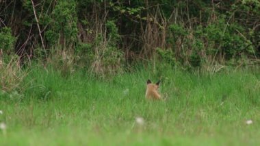 Kızıl tilki çayırda.