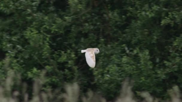 Beyaz Ahır Baykuşu Uçuyor — Stok video