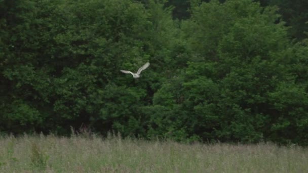 Schleiereule Jagt Über Wiese — Stockvideo