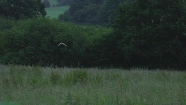 Hibou Des Clochers Volant Dessus Des Champs Herbeux — Video