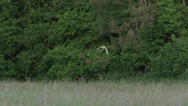 Sova Poletující Nad Loukou — Stock video