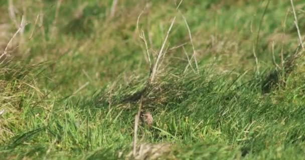 Pasăre Brună Câmp Ierbatic — Videoclip de stoc