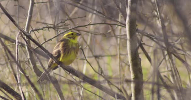 Yellowhammer Perching Bare Tree — Stock Video