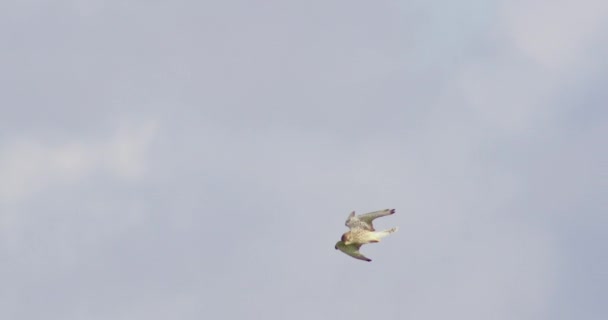 Pájaro Presa Volando Contra Cielo Aterrizando Campo Hierba — Vídeo de stock