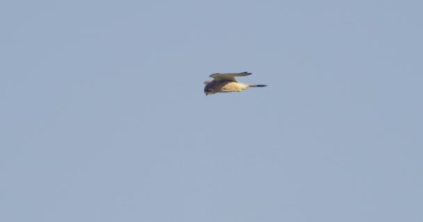 Greifvogel Gleitet Gegen Blauen Himmel — Stockvideo