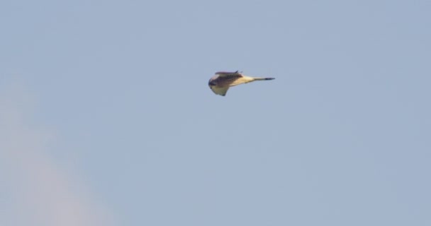 Pájaro Presa Volando Contra Cielo Azul — Vídeo de stock