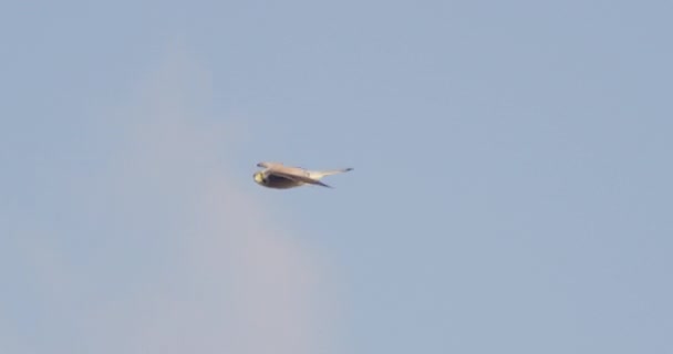 Pájaro Presa Volando Contra Cielo Azul — Vídeo de stock