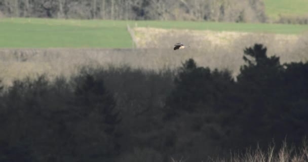 Kolektivní Pták Plující Nad Polem — Stock video